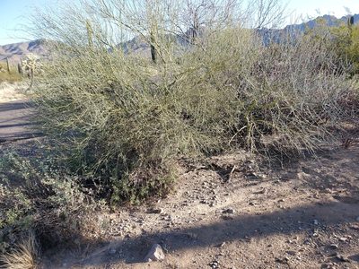 Parkinsonia florida, photographed by Craig Martin