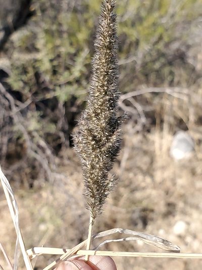 Enneapogon cenchroides, photographed by Craig Martin