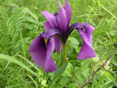 Iris ensata, photographed by Andreas Taeger