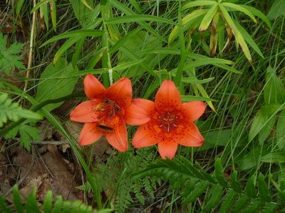 Lilium pensylvanicum, photographed by Andreas Taeger