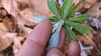 Pseudognaphalium biolettii, photographed by velodrome