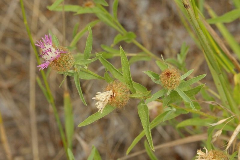 Centaurea trichocephala, photographed by Иван Пристрем