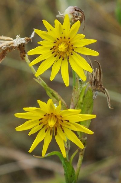Tragopogon podolicus, photographed by Иван Пристрем