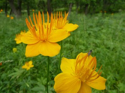 Trollius chinensis, photographed by Andreas Taeger