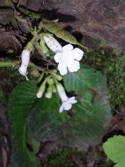 Streptocarpus pusillus, photographed by Manuel R Popp