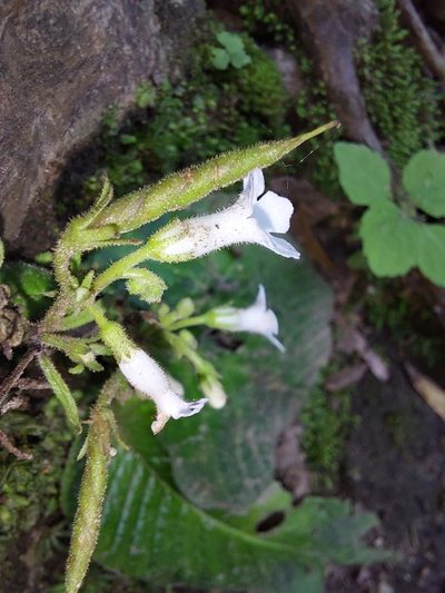 Streptocarpus pusillus, photographed by Manuel R Popp