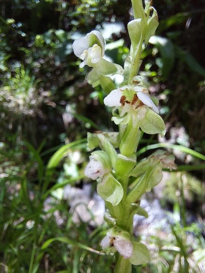 Pterygodium cooperi, photographed by Manuel R Popp