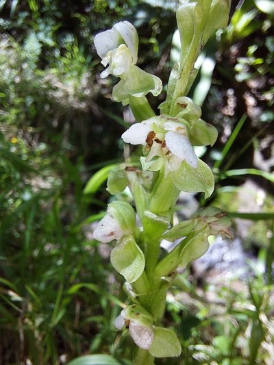 Pterygodium cooperi, photographed by Manuel R Popp