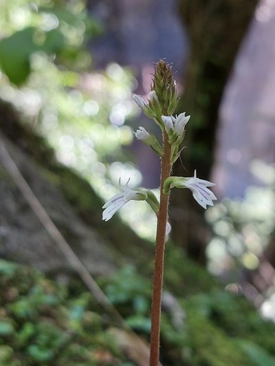 Holothrix orthoceras, photographed by Manuel R Popp