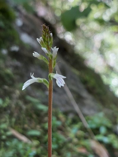 Holothrix orthoceras, photographed by Manuel R Popp
