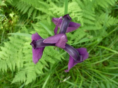 Iris ensata, photographed by Andreas Taeger