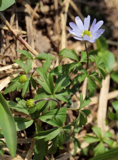 Anemonoides caucasica, photographed by Иван Пристрем