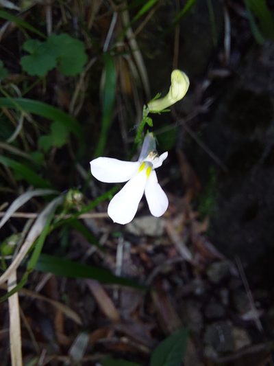 Lobelia vanreenensis, photographed by Manuel R Popp