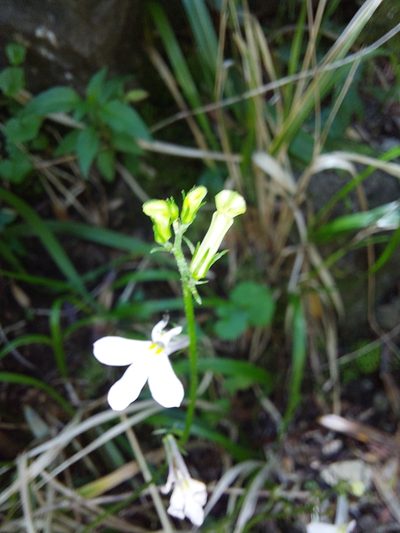 Lobelia vanreenensis, photographed by Manuel R Popp