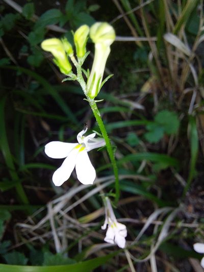 Lobelia vanreenensis, photographed by Manuel R Popp