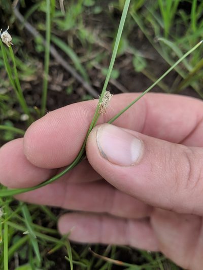 Eleocharis compressa, photographed by Trevor Edmonson