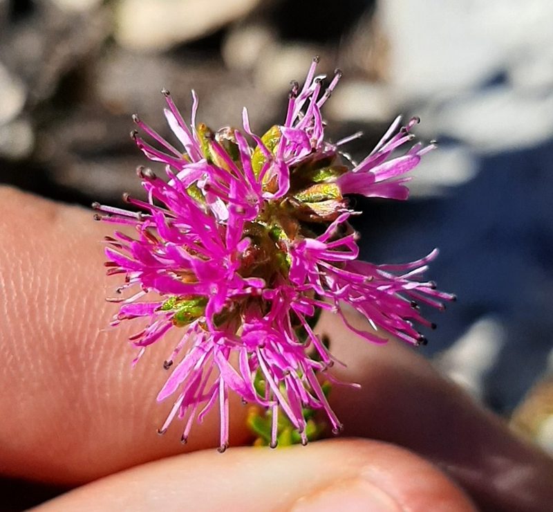 Stilbe overbergensis, photographed by Eugene Hahndiek