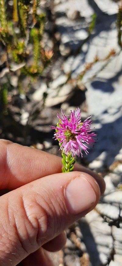 Stilbe overbergensis, photographed by Eugene Hahndiek