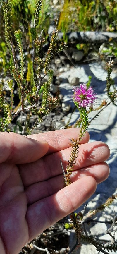 Stilbe overbergensis, photographed by Eugene Hahndiek