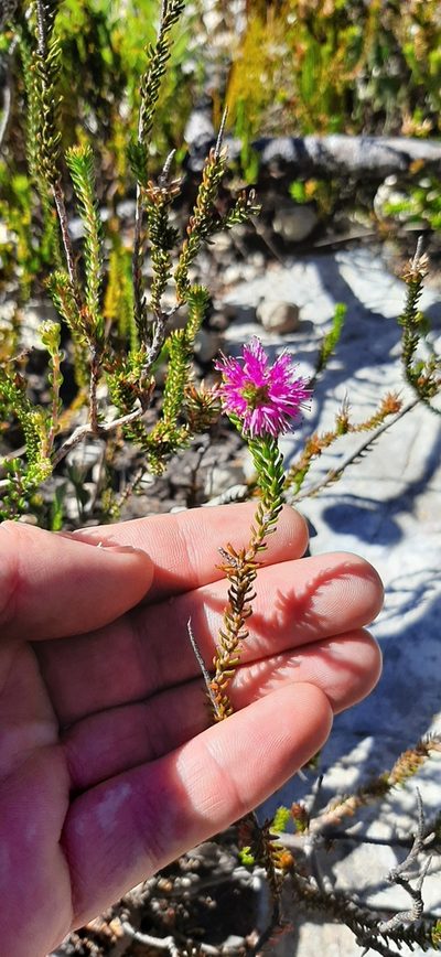 Stilbe overbergensis, photographed by Eugene Hahndiek