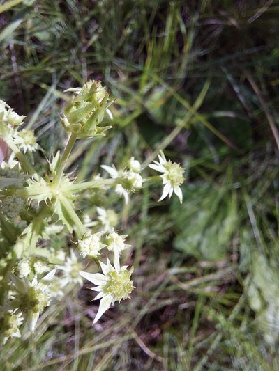 Alepidea setifera, photographed by Manuel R Popp