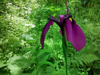 Iris ensata, photographed by Andreas Taeger