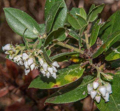 Arctostaphylos tomentosa, photographed by Don Loarie