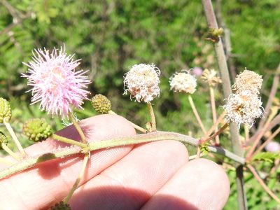 Mimosa berlandieri, photographed by Sam Kieschnick