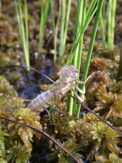 Sphagnum lindbergii, photographed by Oleg Kosterin