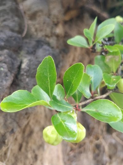 Maytenus umbellata, photographed by Vítor Jorge