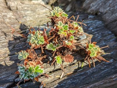 Potentilla villosa, photographed by Braden J. Judson