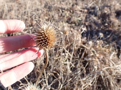 Dipsacus laciniatus, photographed by Cecil Smith