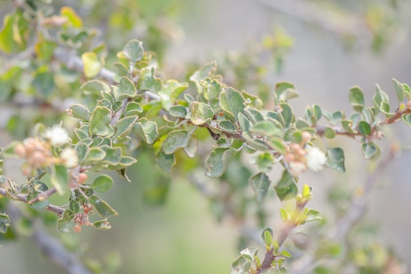 Croton socotranus, photographed by Morten Ross