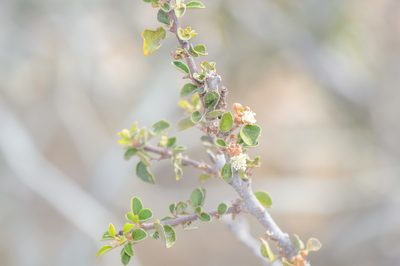 Croton socotranus, photographed by Morten Ross