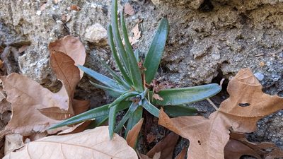Dudleya saxosa, photographed by velodrome