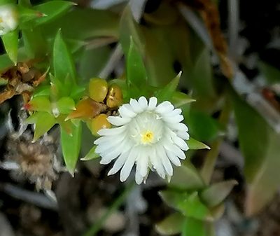 Delosperma inconspicuum, photographed by flamelily