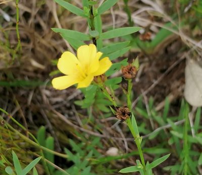 Linum africanum, photographed by flamelily