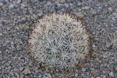 Pelecyphora alversonii, photographed by Arvel Hernandez