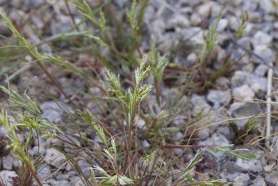 Schismus barbatus, photographed by Arvel Hernandez