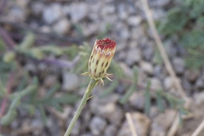 Adenophyllum porophylloides, photographed by Arvel Hernandez