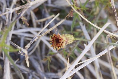 Adenophyllum porophylloides, photographed by Arvel Hernandez