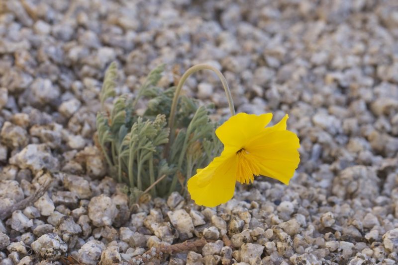 Eschscholzia androuxii, photographed by Arvel Hernandez