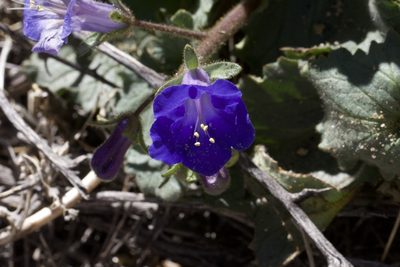 Phacelia campanularia, photographed by Arvel Hernandez