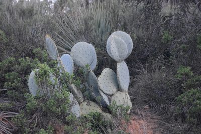 Opuntia robusta, photographed by Zac Peterson