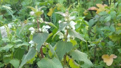Lamium moschatum, photographed by Udi Oron אודי אורון