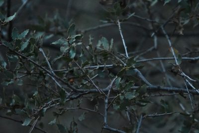 Quercus berberidifolia, photographed by Zac Peterson