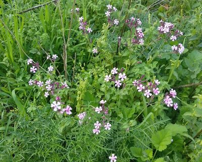 Silene aegyptiaca, photographed by Udi Oron אודי אורון