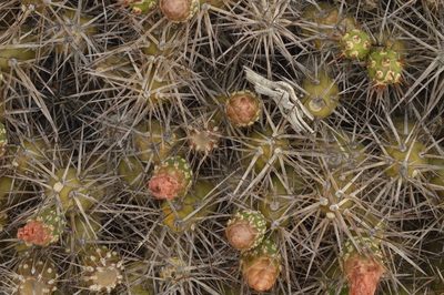 Maihueniopsis darwinii, photographed by E Santos Ortega