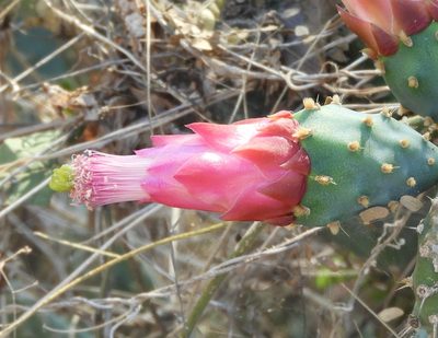 Opuntia cochenillifera, photographed by Francisco Farriols Sarabia