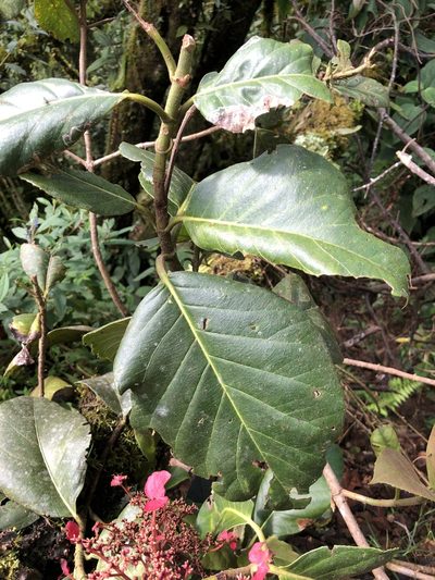 Hydrangea peruviana, photographed by Skjold Søndergaard